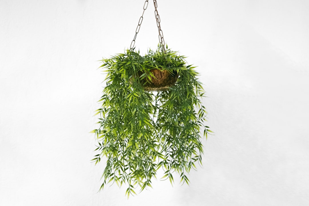 Ideias Criativas para Decoração com Plantas Indoor Ideias Criativas para Decoração com Plantas Indoor