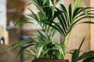 Quais plantas são ideais para ambientes internos?