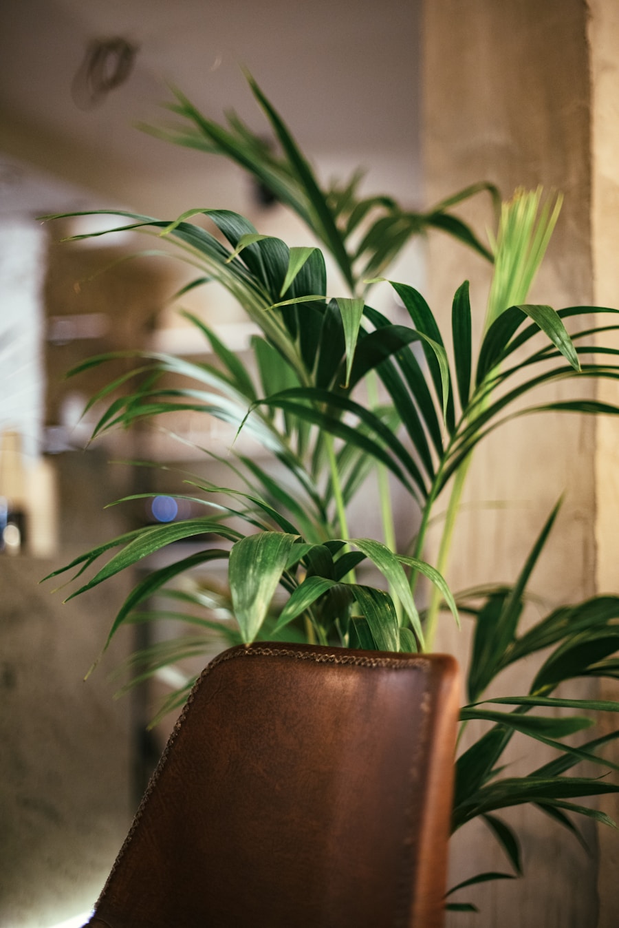 Quais plantas são ideais para ambientes internos? Quais plantas são ideais para ambientes internos?