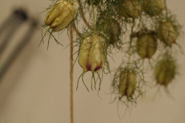 Como é a Decoração Biophilic